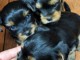 À adopter chiot type yorkshire terrier 