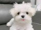 chiot type bichon maltais à donner mâle 