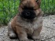 À adopter chiot chow-chow 
