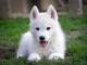 Husky Sibérien – chiot mâle