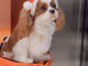 Chiots cavalier king charles à adopter urgent 