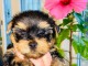 chiot yorkshire mâle disponible 