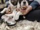 Boston Terrier chiots à vendre