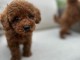 Chiots Caniche Toy Rouges à vendre