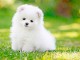 Chiots spitz disponibles