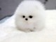 Chiots spitz disponibles