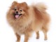 Chiot spitz disponibles