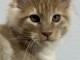 Maine coon pure race LOOF