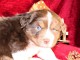 Adorable chiots berger australien