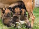 De très beaux chiots Berger Malinois pure rac