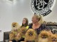 Poméranien chiots à vendre