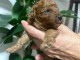 Chiots Caniche nain à vendre