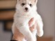 Chiots Husky Sibérien à vendre