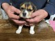 Chiots Beagle à vendre