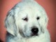 Golden retriever chiots à vendre