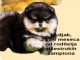 Poméranien chiots à vendre