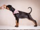 Dobermann chiots à vendre