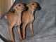 Chiots Lévrier Italien