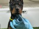 Dobermann chiots à vendre