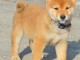 Shiba Inu chiots à vendre