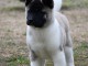 Akita américain chiots