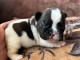 Chiot bouledogue Français adoption 