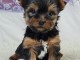 Adoption chiot disponible 