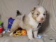 Chiot berger australien à donner 