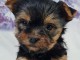 Adoption chiot disponible 