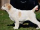 Chiots Berger d