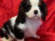 Adorables chiot cavalier King Charles 