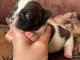 Chiot bouledogue Français à donner 
