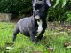Chiot bouledogue Français à adopté 