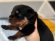 Chiot Rottweiler pour adoption 