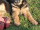 Chiot berger allemand femelle à donner 