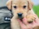 Chiot Labrador Alex à Donner contre de bon soin