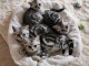 2 chatons contre bons soins 
