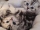 2 chatons contre bons soins 