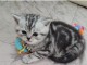 2 chatons contre bons soins 