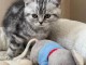 2 chatons contre bons soins 