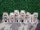 Chiots Husky de Sibérie