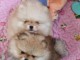 Chiot spitz allemand mâle et femelle 