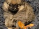 chiot spitz allemand mâle a donner 