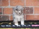 Adoption chiot berger australien disponible 