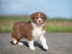 Dons chiot berger australien disponible 