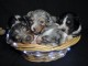 chiot berger australien disponible 