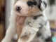 Dons chiot berger australien disponible 