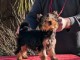 À donner chiot York disponible 