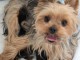 Adoption chiot York disponible 