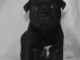 Chiots Staffordshire Bull Terrier à donner mâle 